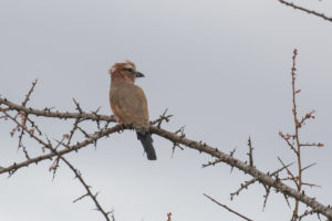 Rufous-crowned Roller (Coracias naevius)