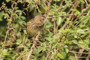 Yellow Bishop (Euplectes capensis)