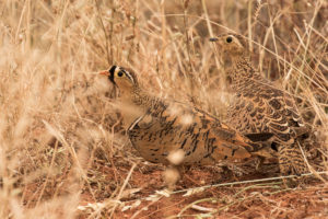 Black-faced Sandgrouse (Pterocles decoratus)