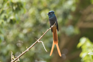 African Paradise-Flycatcher (Terpsiphone viridis)