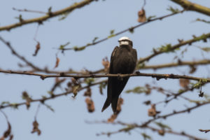 White-headed Sawwing (Psalidoprocne albiceps)