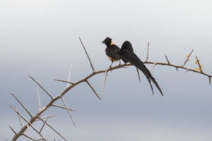 Eastern Paradise-Whydah (Vidua paradisaea)