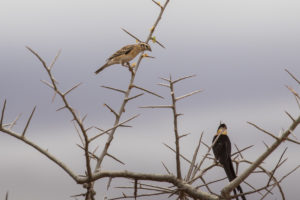 Eastern Paradise-Whydah (Vidua paradisaea)