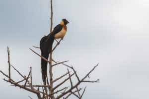 Eastern Paradise-Whydah (Vidua paradisaea)