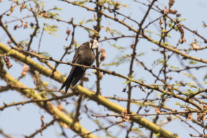 White-headed Sawwing (Psalidoprocne albiceps)