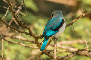 Woodland Kingfisher (Halcyon senegalensis)