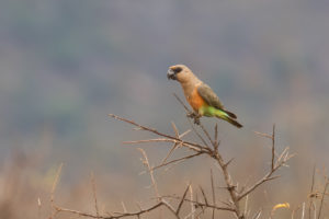 Red-bellied Parrot (Poicephalus rufiventris)