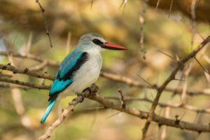 Woodland Kingfisher (Halcyon senegalensis)