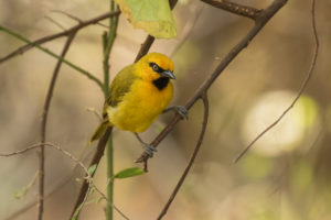 Spectacled Weaver (Ploceus ocularis)