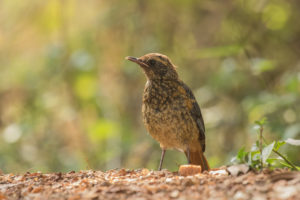 White-browed Robin-Chat (Cossypha heuglini)