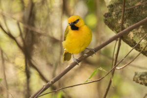 Spectacled Weaver (Ploceus ocularis)