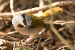 Gray-capped Warbler (Eminia lepida)