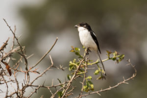 Southern (Common) Fiscal (Lanius collaris)