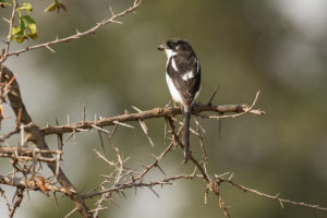 Southern (Common) Fiscal (Lanius collaris)