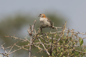 Speckle-fronted Weaver (Sporopipes frontalis)