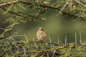 Speckle-fronted Weaver (Sporopipes frontalis)