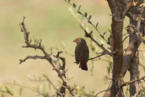 Red-billed Firefinch (Lagonosticta senegala)