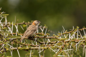 Speckle-fronted Weaver (Sporopipes frontalis)