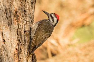 Bearded Woodpecker (Chloropicus namaquus)