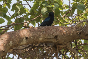 Common Scimitarbill (Rhinopomastus cyanomelas)