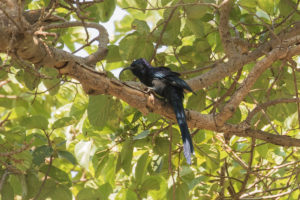 Common Scimitarbill (Rhinopomastus cyanomelas)