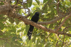 Common Scimitarbill (Rhinopomastus cyanomelas)