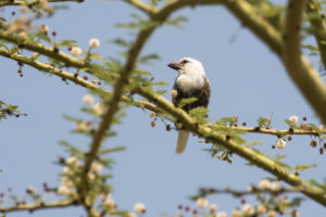 White-headed Barbet (Lybius leucocephalus)