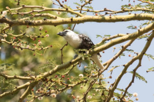 White-headed Barbet (Lybius leucocephalus)