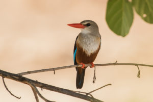 Gray-headed Kingfisher (Halcyon leucocephala)