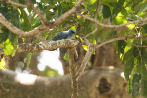 African Blue Flycatcher (Elminia longicauda)