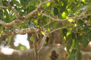 African Blue Flycatcher (Elminia longicauda)