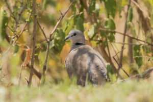 Ring-necked Dove (Streptopelia capicola)