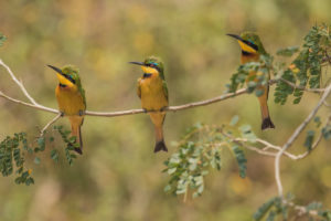 Little Bee-eater (Merops pusillus)