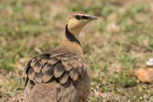 Yellow-throated Sandgrouse (Pterocles gutturalis)