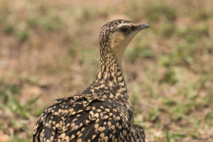 Yellow-throated Sandgrouse (Pterocles gutturalis)