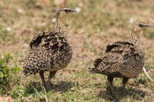 Yellow-throated Sandgrouse (Pterocles gutturalis)