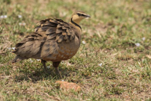 Yellow-throated Sandgrouse (Pterocles gutturalis)