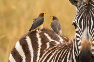 Yellow-billed Oxpecker (Buphagus africanus)