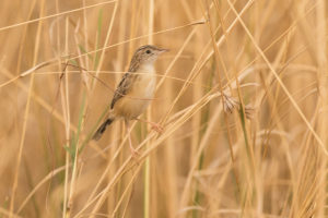 Desert Cisticola (Cisticola aridulus)