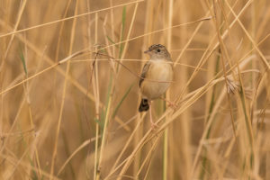 Desert Cisticola (Cisticola aridulus)