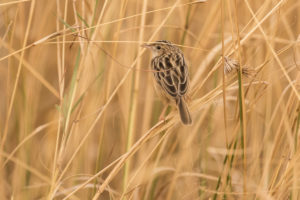 Desert Cisticola (Cisticola aridulus)