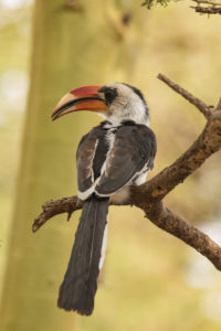 Von der Decken’s Hornbill (Tockus deckeni)