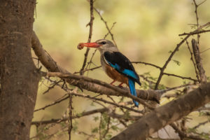 Gray-headed Kingfisher (Halcyon leucocephala)