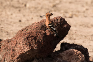 Eurasian Hoopoe (African) (Upupa epops africana)