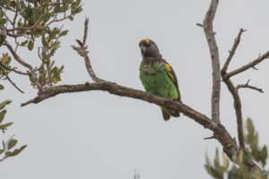 Meyer’s Parrot (Poicephalus meyeri)