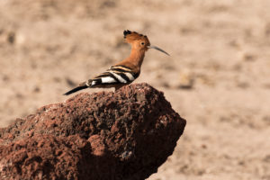 Eurasian Hoopoe (African) (Upupa epops africana)