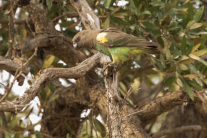 Meyer’s Parrot (Poicephalus meyeri)