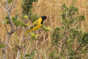 African Black-headed Oriole (Oriolus larvatus)