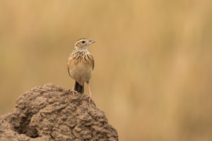 Rufous-naped Lark (Mirafra africana)