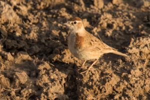 Red-capped Lark (Calandrella cinerea)